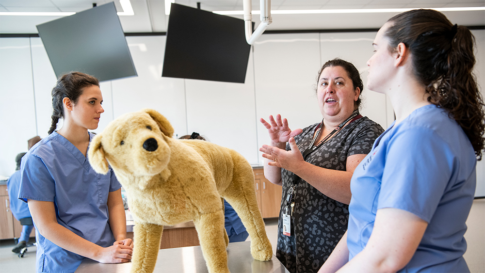 Veterinary students and faculty work with simulated tasks and models of animals in the clinical skills lab, College of Veterinary Medicine